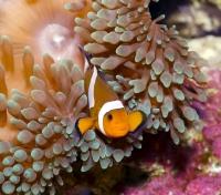 Clownfish